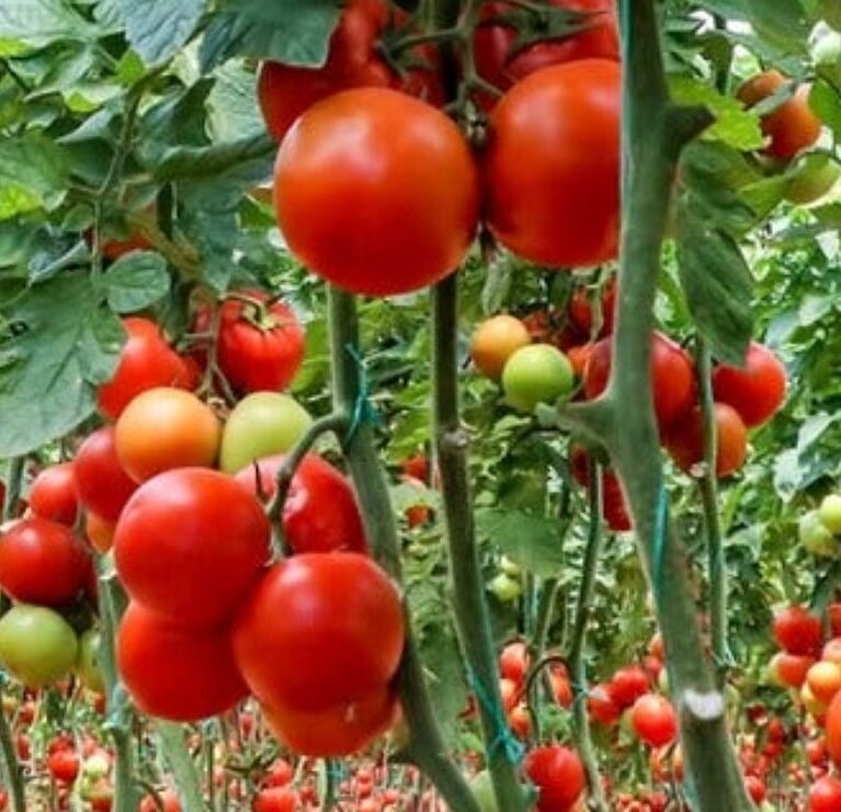 We grow fresh, organic produce using clean methods that protect nature, healthy food.