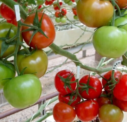 We grow fresh, organic produce using clean methods that protect nature, healthy food.