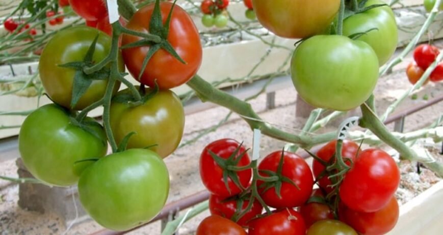 We grow fresh, organic produce using clean methods that protect nature, healthy food.