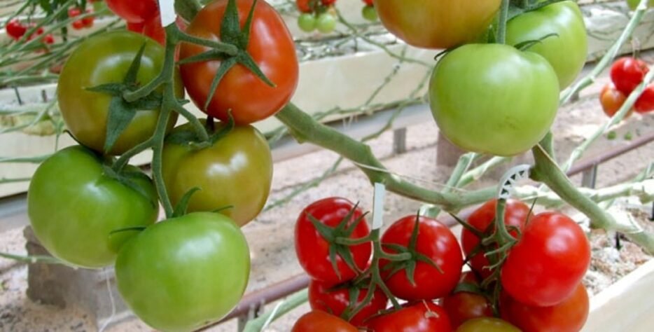 We grow fresh, organic produce using clean methods that protect nature, healthy food.