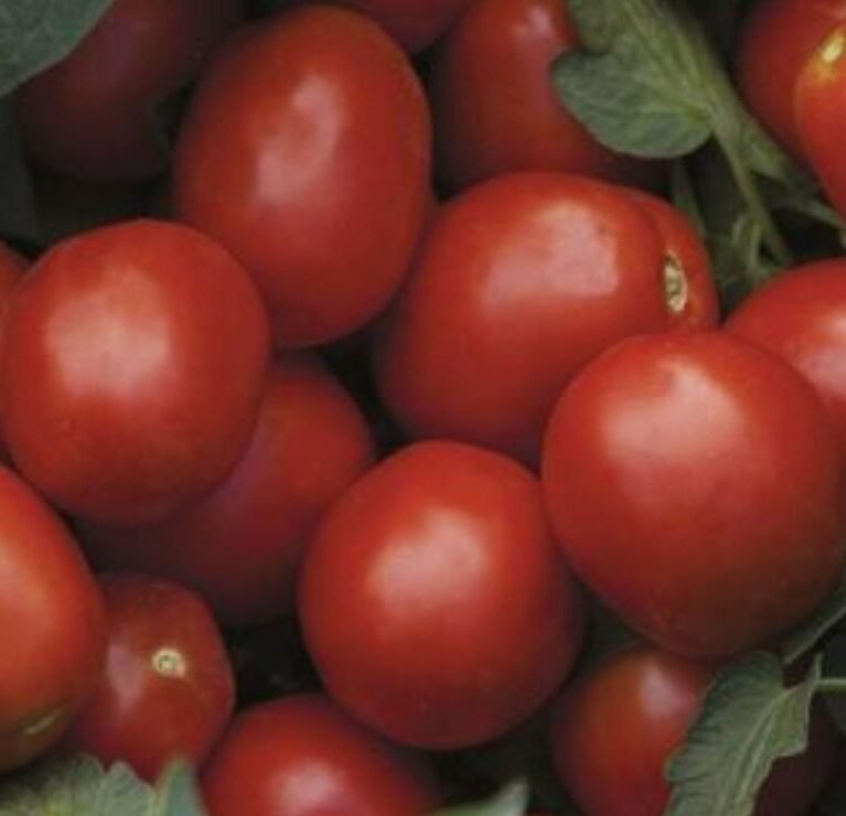 We grow fresh, organic produce using clean methods that protect nature, healthy food.