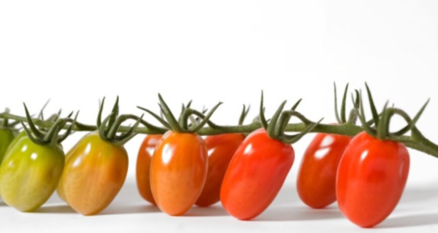 We grow fresh, organic produce using clean methods that protect nature, healthy food.