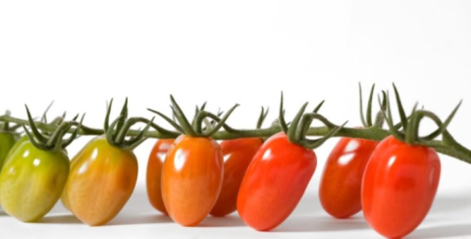 We grow fresh, organic produce using clean methods that protect nature, healthy food.