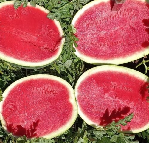 We grow fresh, organic produce using clean methods that protect nature, healthy food.