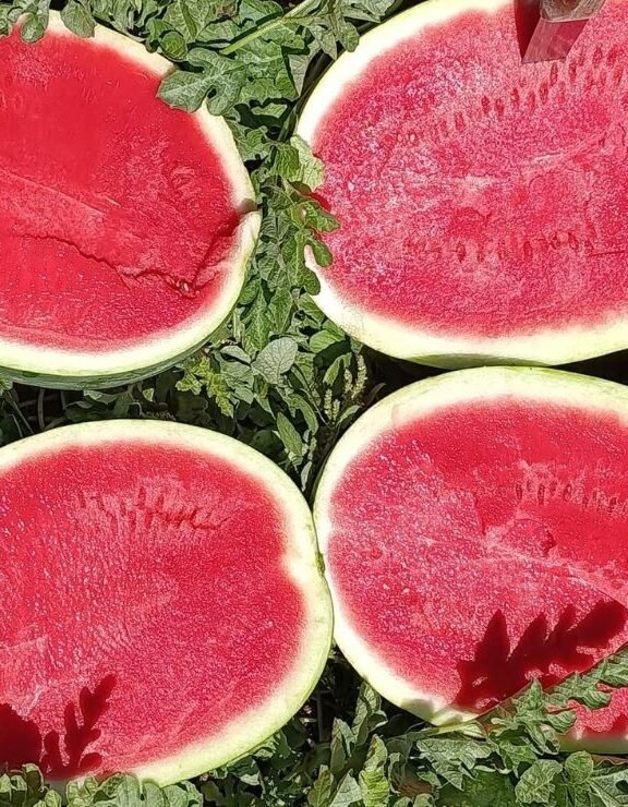 We grow fresh, organic produce using clean methods that protect nature, healthy food.