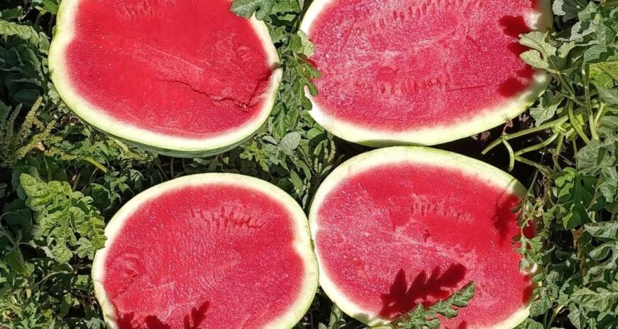 We grow fresh, organic produce using clean methods that protect nature, healthy food.