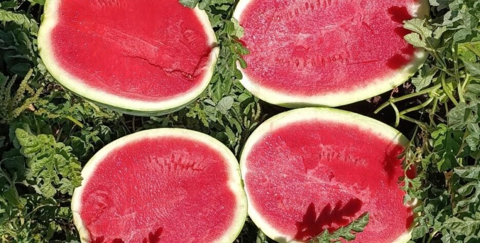 We grow fresh, organic produce using clean methods that protect nature, healthy food.