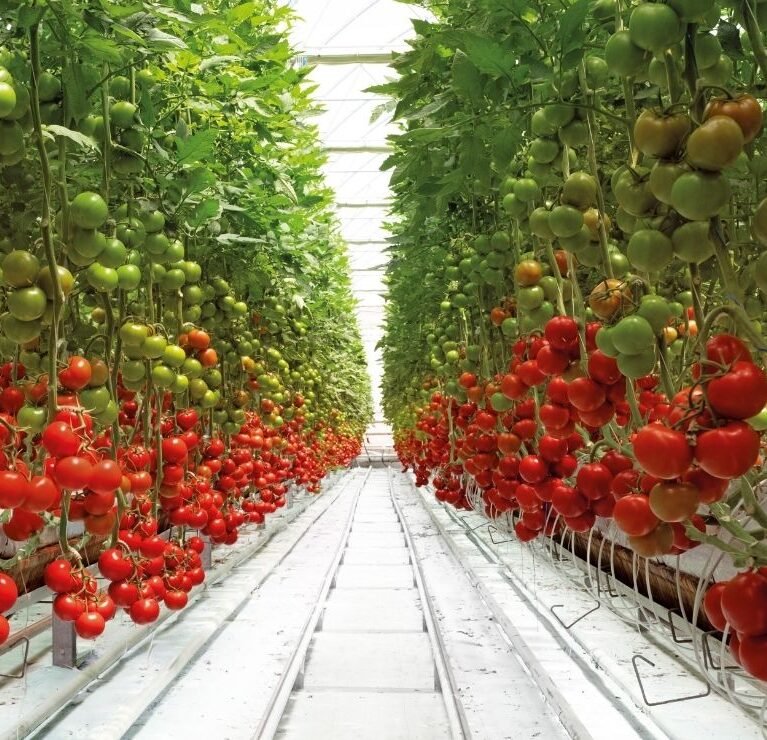 We grow fresh, organic produce using clean methods that protect nature, healthy food.