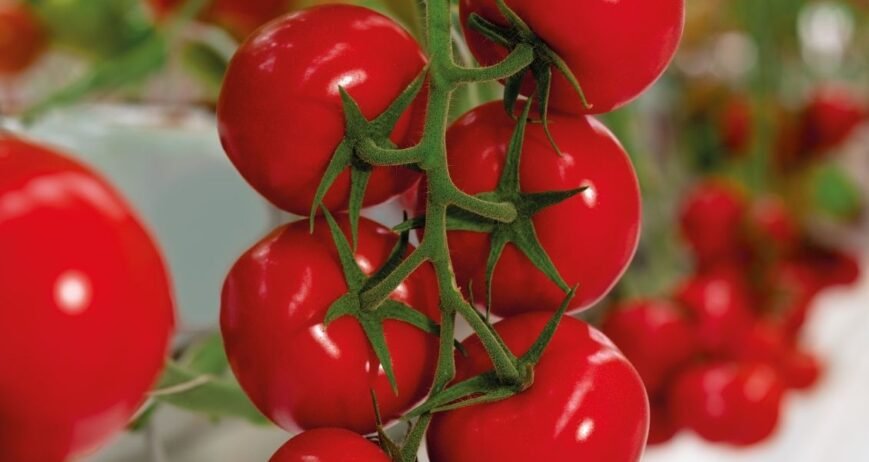 We grow fresh, organic produce using clean methods that protect nature, healthy food.