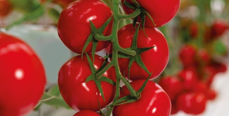 We grow fresh, organic produce using clean methods that protect nature, healthy food.