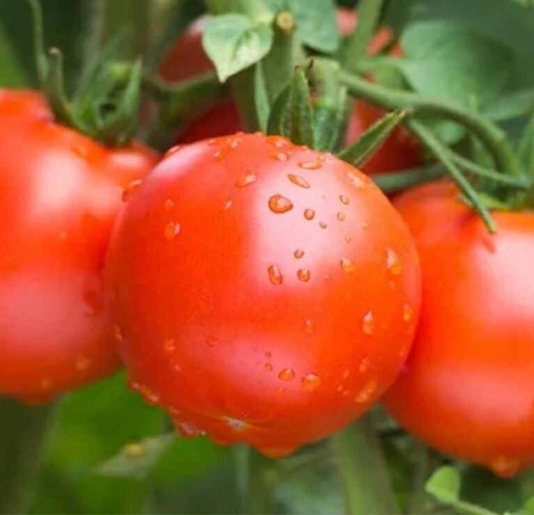 We grow fresh, organic produce using clean methods that protect nature, healthy food.