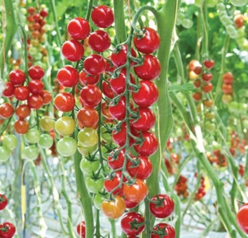 We grow fresh, organic produce using clean methods that protect nature, healthy food.