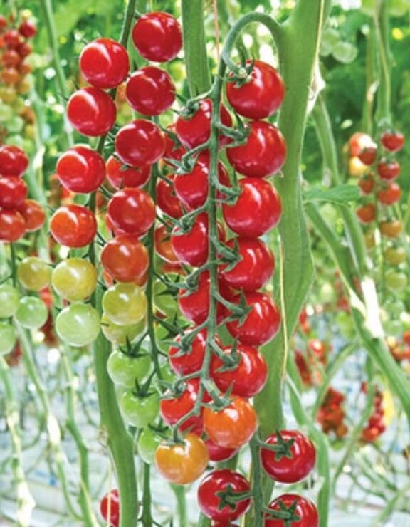 We grow fresh, organic produce using clean methods that protect nature, healthy food.