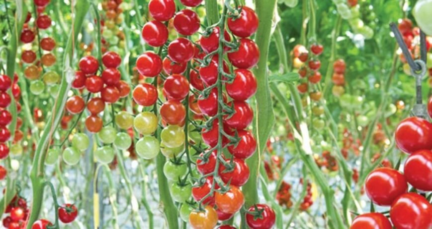 We grow fresh, organic produce using clean methods that protect nature, healthy food.