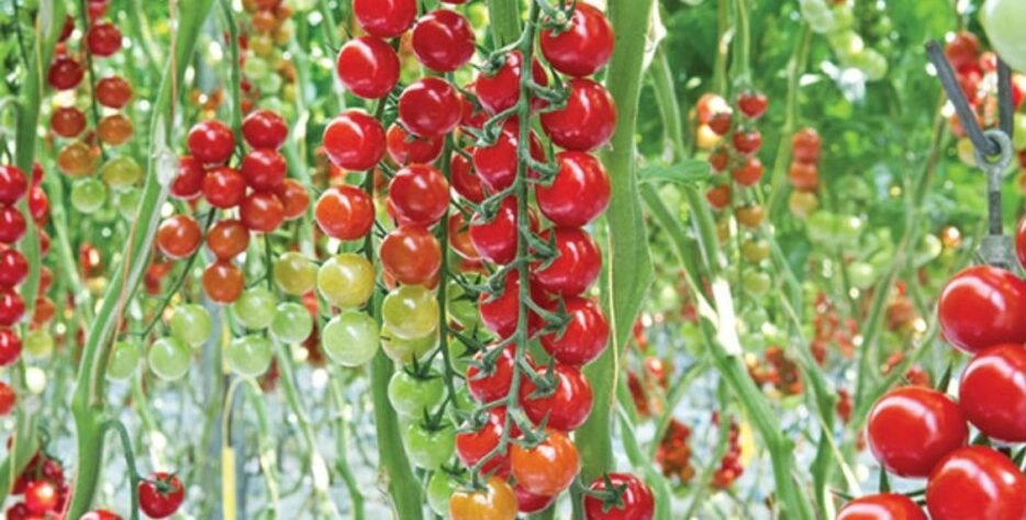 We grow fresh, organic produce using clean methods that protect nature, healthy food.