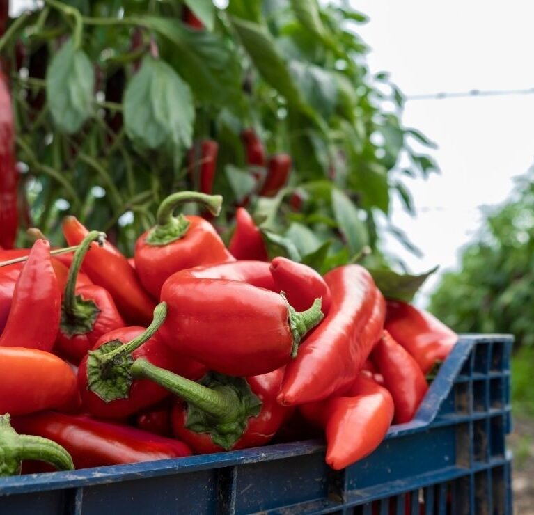 We grow fresh, organic produce using clean methods that protect nature, healthy food.