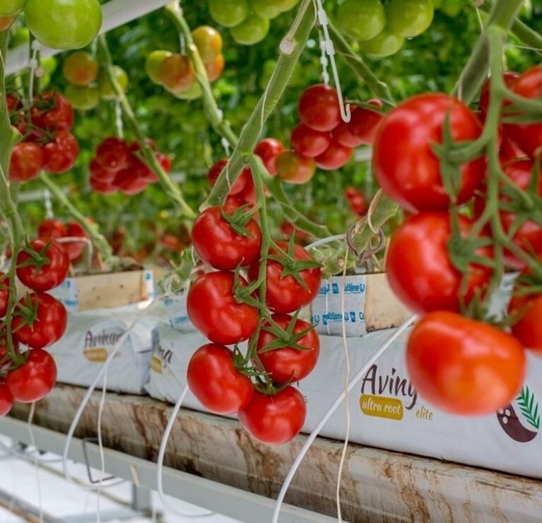 We grow fresh, organic produce using clean methods that protect nature, healthy food.