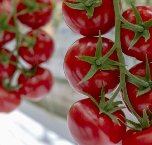 We grow fresh, organic produce using clean methods that protect nature, healthy food.