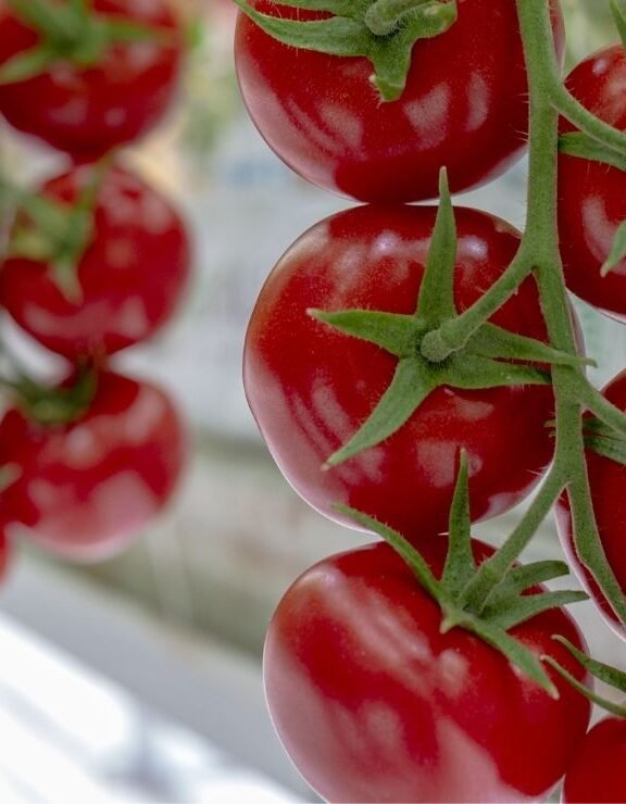 We grow fresh, organic produce using clean methods that protect nature, healthy food.