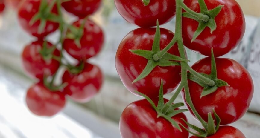 We grow fresh, organic produce using clean methods that protect nature, healthy food.