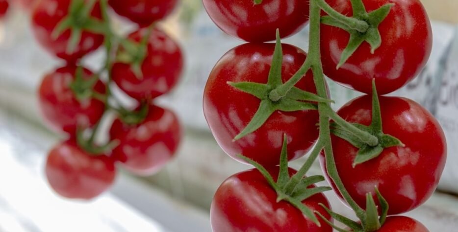 We grow fresh, organic produce using clean methods that protect nature, healthy food.