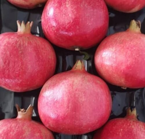 We grow fresh, organic produce using clean methods that protect nature, healthy food.