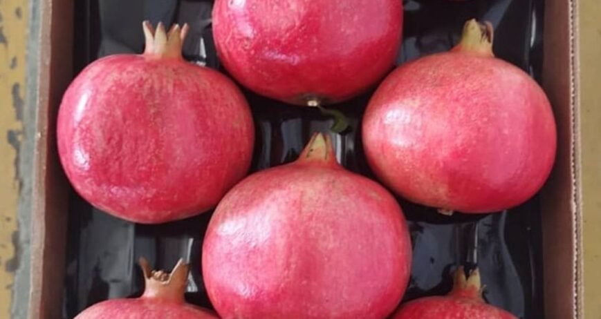 We grow fresh, organic produce using clean methods that protect nature, healthy food.