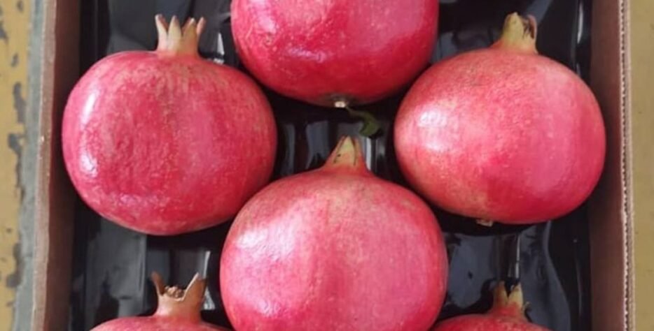 We grow fresh, organic produce using clean methods that protect nature, healthy food.