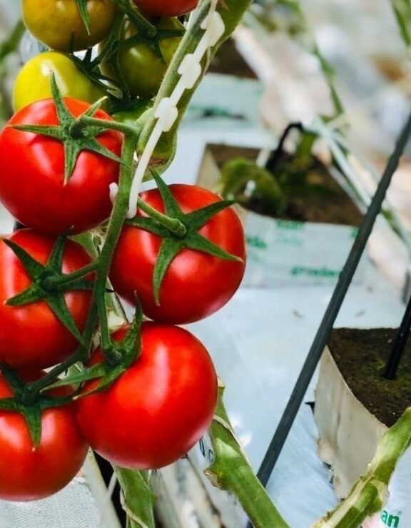 We grow fresh, organic produce using clean methods that protect nature, healthy food.