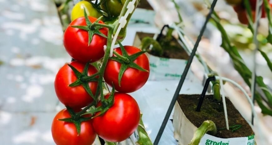 We grow fresh, organic produce using clean methods that protect nature, healthy food.