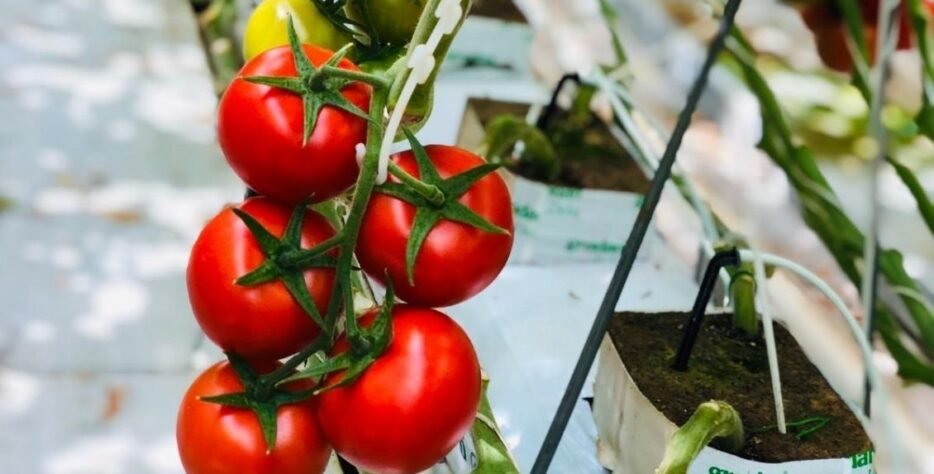 We grow fresh, organic produce using clean methods that protect nature, healthy food.