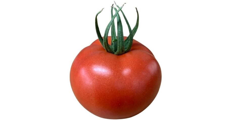 We grow fresh, organic produce using clean methods that protect nature, healthy food.