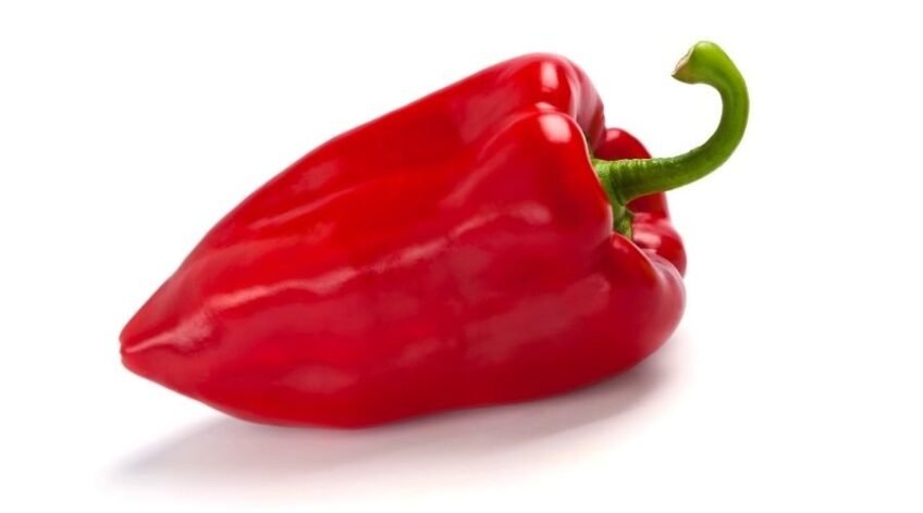 Natur ihracat kalitesinde taze kırmızı kapya biberi, Türkiye'de aşılı biber yetiştiriciliği ve yüksek verim.