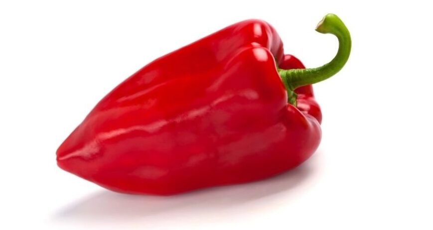 Natur ihracat kalitesinde taze kırmızı kapya biberi, Türkiye'de aşılı biber yetiştiriciliği ve yüksek verim.