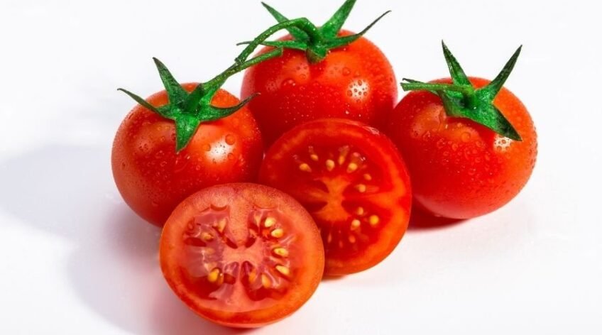 Natur ihracat kalitesinde taze salkım domatesler, antikanser etkili yüksek likopenli kırmızı domates.