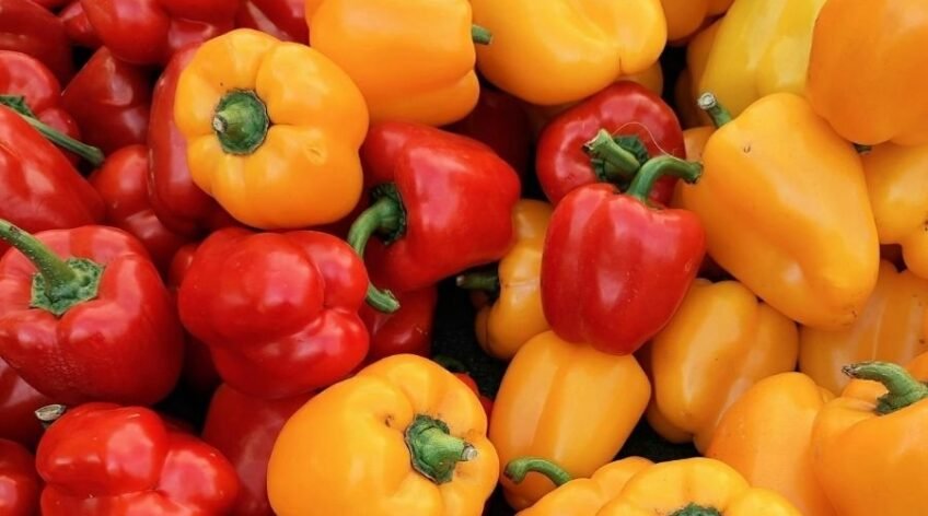 Natur taze sarı ve kırmızı Kaliforniya biberleri, ihracat kalitesinde dolmalık biber çeşitleri.