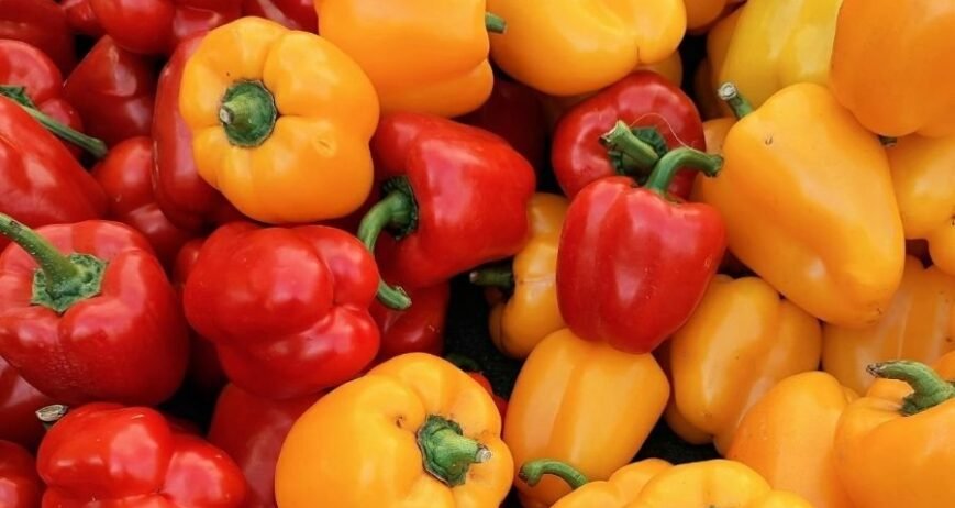 Natur taze sarı ve kırmızı Kaliforniya biberleri, ihracat kalitesinde dolmalık biber çeşitleri.