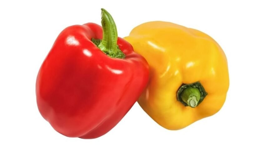 Natur taze sarı ve kırmızı Kaliforniya biberi, yüksek vitaminli dolmalık biber ihracatı.