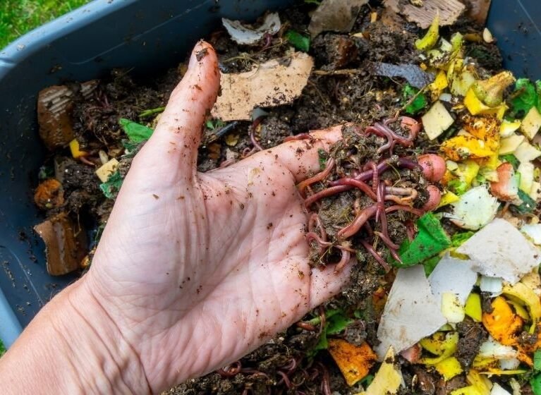 Domates verimini artıran organik solucan gübresi, toprak yapısını iyileştiren doğal gübre uygulaması.