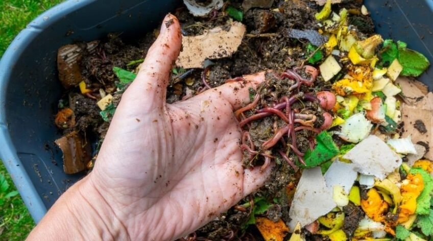 Domates verimini artıran organik solucan gübresi, toprak yapısını iyileştiren doğal gübre uygulaması.