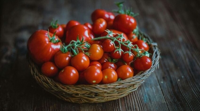 Natur ihracat kalitesinde taze salkım domatesler, likopen deposu kırmızı domates sepeti.