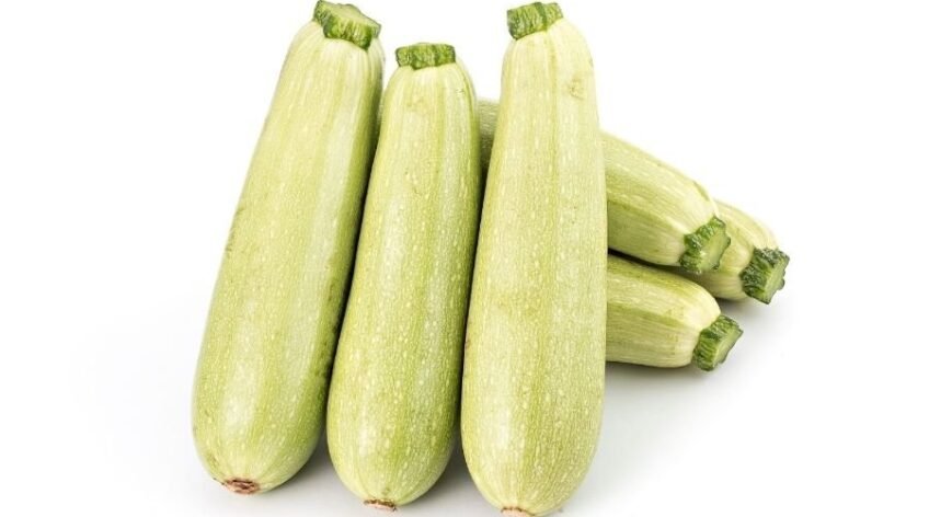 Besin değeri yüksek taze açık yeşil kabak demeti, organik tarım Natur kabak üretimi.