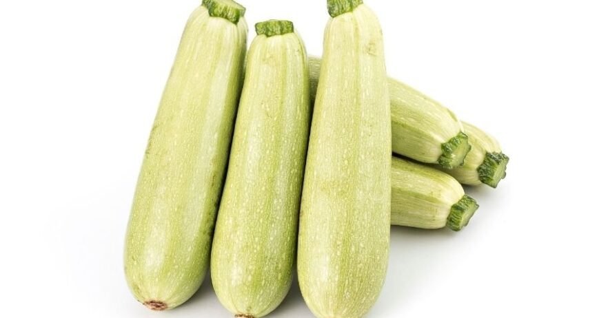 Besin değeri yüksek taze açık yeşil kabak demeti, organik tarım Natur kabak üretimi.